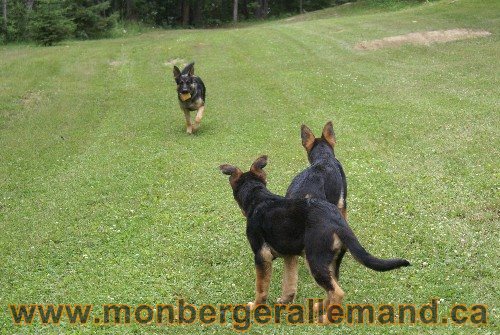 Photo berger Allemand Elevage de lignée de Champion