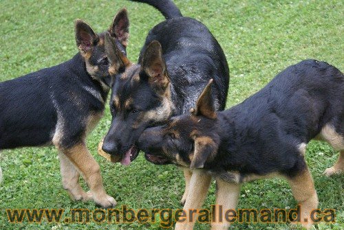 Photo berger Allemand Elevage de lignée de Champion