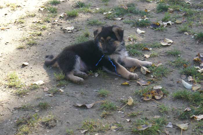Chiot berger Allemand "Flic" 22 et 23 Octobre 2010